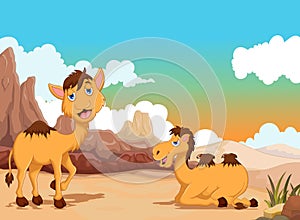 Funny two camel cartoon in the desert with landscape background