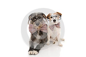 FUNNY TWO DOGS CELEBRATING A BIRTHDAY OR NEW YEAR WEARING VINTAGE BOWTIE AND BLACK GLASSES. ISOLATED ON WHITE BACKGROUND