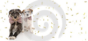 FUNNY TWO DOGS READY FOR CELEBRATE A BIRTHDAY OR NEW YEAR PARTY WEARING VINTAGE BOWTIE AND BLACK GLASSES. ISOLATED ON WHITE