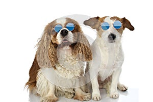 FUNNY TWO DOGS WEARING SUMMER EYEGLASSES. ISOLATED STUDIO SHOT AGAINST WHITE BACKGROUND