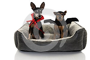 FUNNY TWO DOS DRESSED WITH A VAMPIRE AND BAT COSTUME FOR HALLOWEEN OR CARNIVAL SITTING ON A PET BED. ISOLATED AGAINST WHITE photo