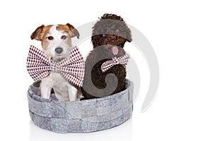 Funny two elegant dogs wearing checkered bowtie inside of a pet bed. Isolated on white background. celebrating a party