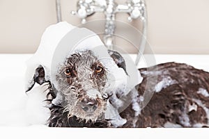 Funny Unhappy Wet Terrier Dog in Bathtub