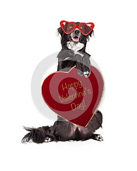 Funny Valentine Dog Holding Heart Candy Box