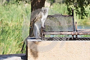 Funny vervet monkey Chlorocebus pygerythrus standing at a braai bbq ready to assist visitors