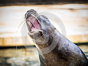 Funny sea lion acting for the public photo