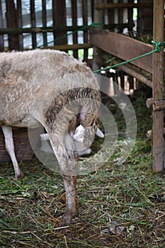 Funny view of the buttocks of goat while eating