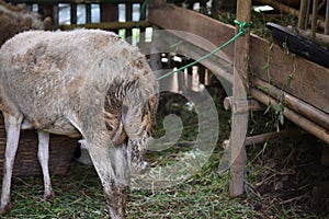 Funny view of the buttocks of goat while eating