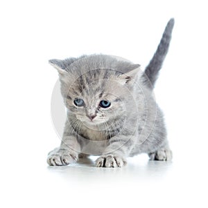 Funny walking cat kitten