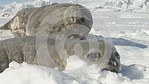 Funny weddell seal enjoy antarctica ice landscape