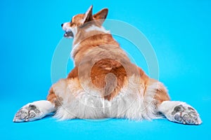 Ridículo galés o un suéter el perro descansa sobre el azul extendido trasero piernas trasero copiar espacio 