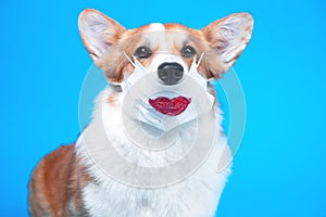 Funny welsh corgi pembroke or cardigan dog in medical safety mask with imprint of passionate red lips covering nose on blue
