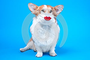 Funny welsh corgi pembroke or cardigan dog in medical safety mask with imprint of passionate red lips covering nose on blue