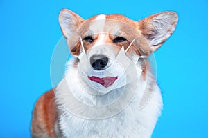 Funny welsh corgi pembroke or cardigan dog in medical safety mask with imprint of passionate red lips covering nose on blue