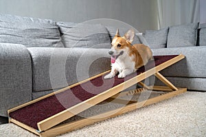 A funny welsh corgi pembroke dog, lies on a home ramp. Safe of back health in a small dog