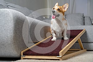 A funny welsh corgi pembroke dog, sits on a home ramp. Safe of back health in a small dog