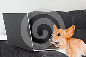 Funny Welsh Corgi Pembroke dog sitting and looking at laptop and. Working online with laptop. Happy purebred Corgi dog