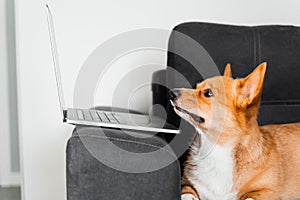 Funny Welsh Corgi Pembroke dog sitting and looking at laptop and. Working online with laptop. Happy purebred Corgi dog