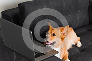 Funny Welsh Corgi Pembroke dog sitting and looking at laptop and. Working online with laptop. Happy purebred Corgi dog