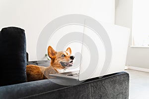 Funny Welsh Corgi Pembroke dog sitting and looking at laptop and. Working online with laptop. Happy purebred Corgi dog