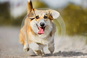 Funny Welsh Corgi Pembroke running with tongue out