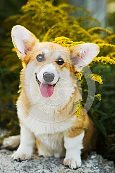 Funny Welsh Corgi Pembroke sitting in yellow flowers