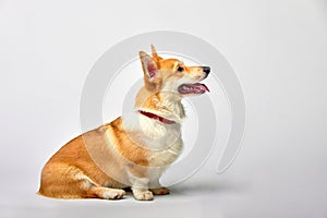 Funny Welsh Corgi pembroke in studio in front of a white background