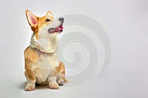 Funny Welsh Corgi pembroke in studio in front of a white background. Love pets