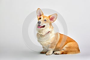 Funny Welsh Corgi pembroke in studio in front of a white background. Love pets