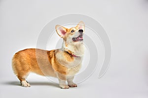 Funny Welsh Corgi pembroke in studio in front of a white background. Love pets