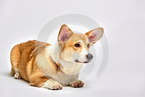 Funny Welsh Corgi pembroke in studio in front of a white background. Love pets