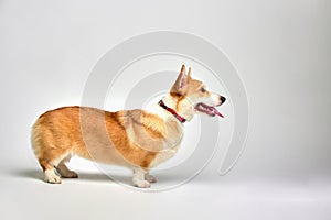 Funny Welsh Corgi pembroke in studio in front of a white background. Love pets