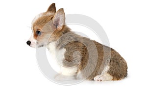 Funny Welsh Corgi puppy isolated on white background
