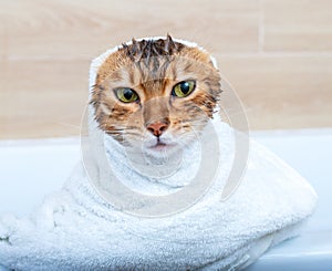 Funny wet Bengal cat after a bath, wrapped in a white towel