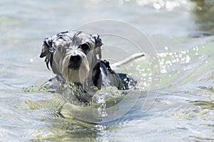 Funny wet Biewer Yorkshire Terrier puppy dog swims in a crystal clear sea