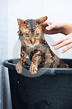 Funny wet cat. Bath or shower to Bengal breed cat. Pet hygiene concept