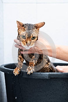 Funny wet cat. Bath or shower to Bengal breed cat. Pet hygiene concept