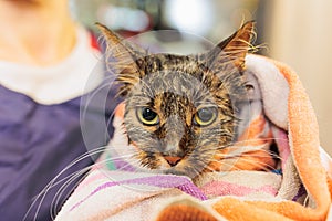 Funny wet cat after bath wrapped in towel with sad eyes. Pets and lifestyle concept. Just washed lovely fluffy cat on