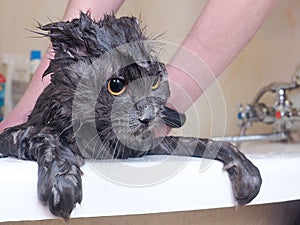 Funny wet cat wash in the bathroom