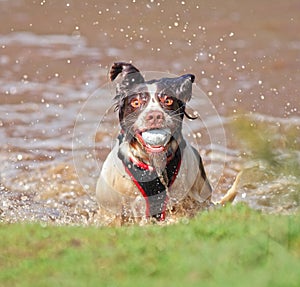 Funny wet dog