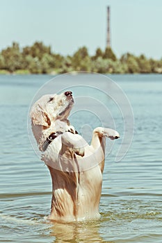 Funny wet golden retriever standing on hind legs in water