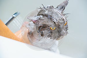 Funny wet a white persian cat or kitten and orange eyes bath or shower in groomer salon grooming concept, Pet shop, accessories
