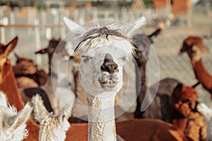 Funny white alpaca on farm on summer day . Life on farm. Agrotourism. Natural materials . Beautiful animals . Summer holidays.