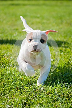 Funny white American Bulldog puppy is running.