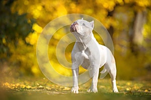 Funny white American bully dog stands and warily looks up, front view. Puppy obediently executes the command during