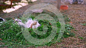 funny white and brown guinea pigs eating fresh green grass. Domestic animals Closeup