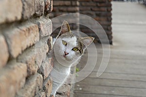 A funny white cat with colorful back peeks out from behind an old red brick wall