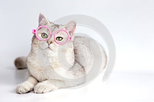 A funny white cat in pink glasses lies on a white table.