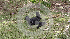 Funny White Cheeked Gibbon Lying on Grass, Scratches, Making Facepalm Gesture