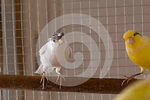 White crest canary bird stands on perch in a cage at home